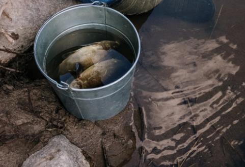 夏季投喂魚食要怎么做? 夏季投喂魚食要怎么做?