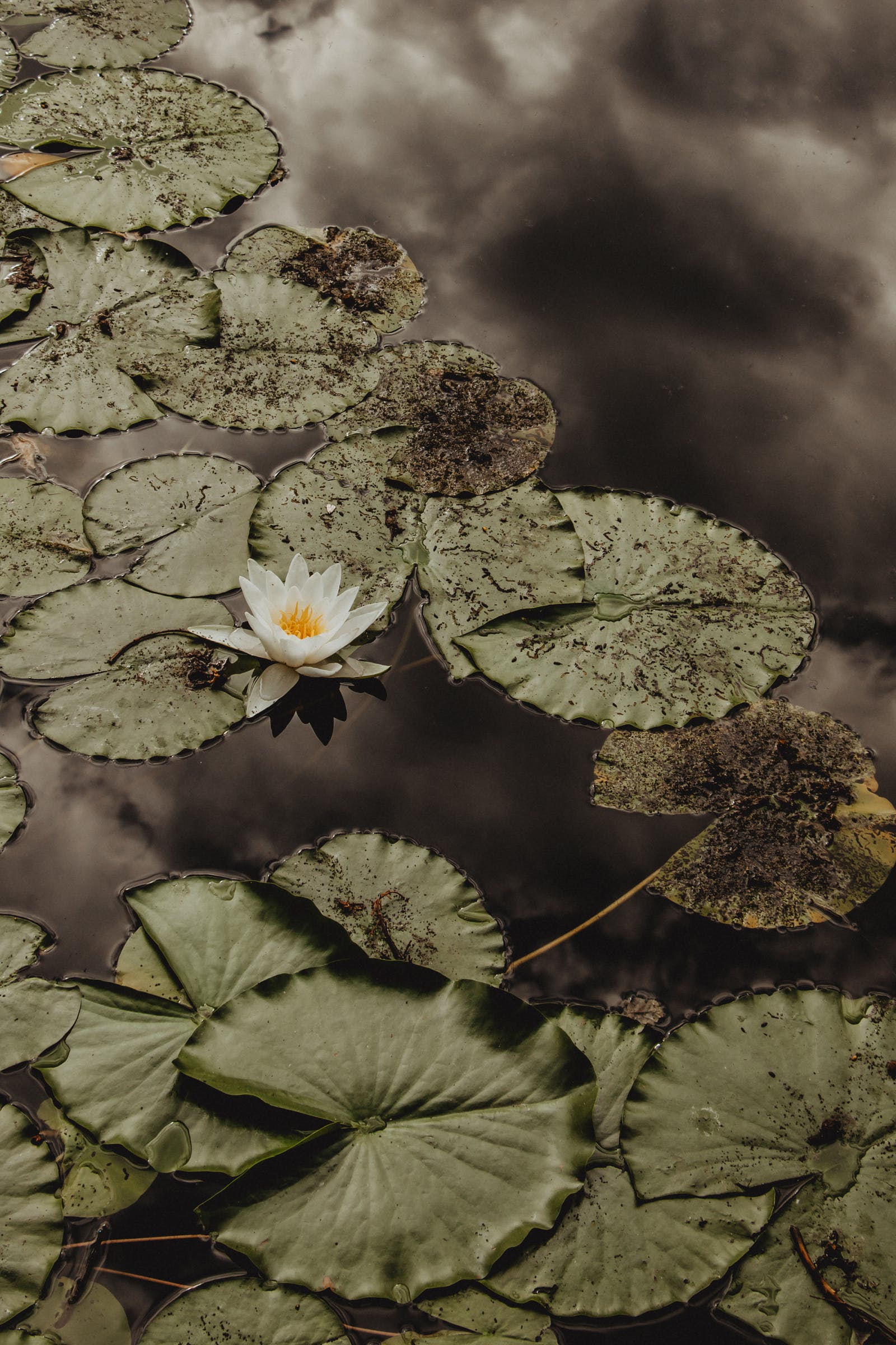 1655198228270780.jpeg pexels-photo-8458399.jpeg